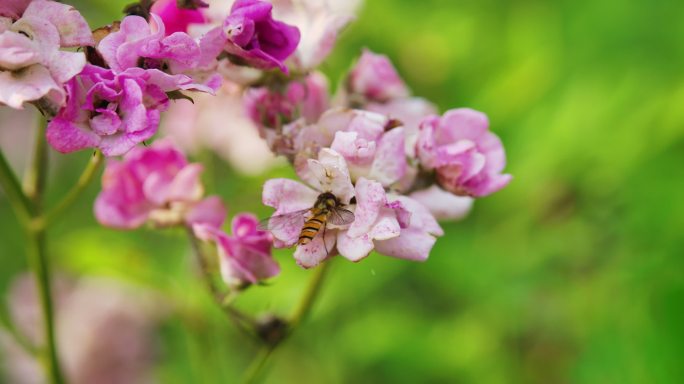 蜜蜂在花丛中采蜜