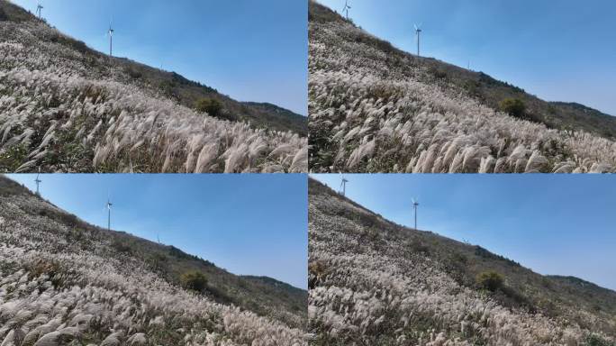 浙江会稽山东白山高山草甸白色芦花蓝天风车