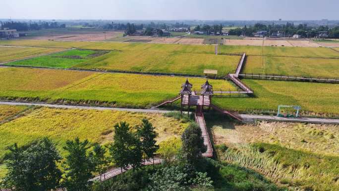 广汉高坪稻田风光