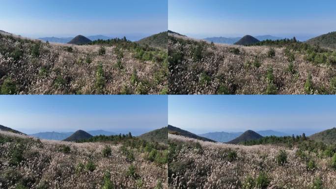 浙江会稽山东白山秋天高山草甸芦花秋风蓝天