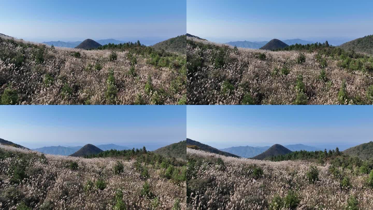 浙江会稽山东白山秋天高山草甸芦花秋风蓝天