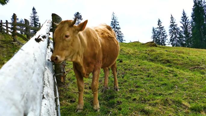 牛在牧场上吃奶肉