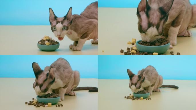 斯芬克斯猫加拿大无毛猫吃猫粮 猫吃食物