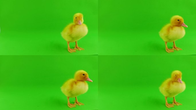 绿色屏幕上的小鸭子