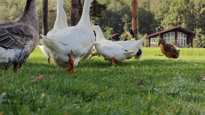 鹅、鸭、鸡和火鸡在农场上吃饲料。