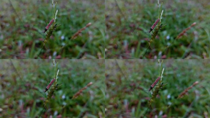 近距离接触:虫子穿越翠绿草原的旅程