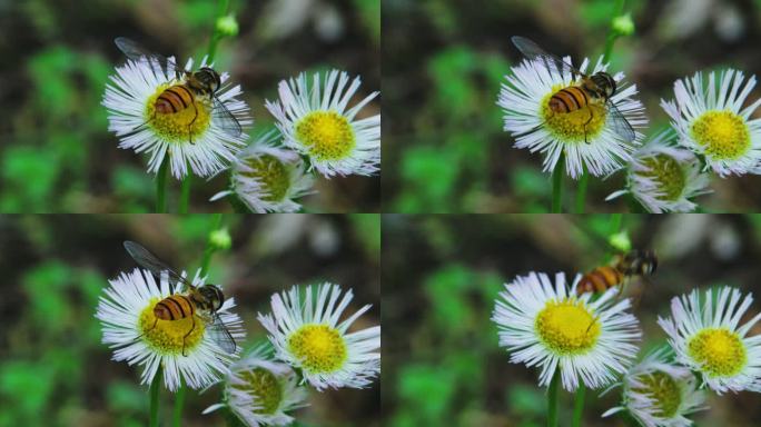 蜜蜂在花丛中采蜜