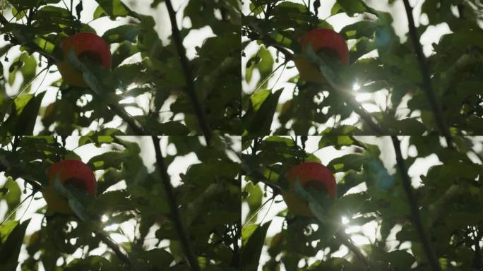 10月初，9月底，一个苹果挂在树上的特写镜头。阳光透过树照进镜头，创造出美丽的镜头光晕。
