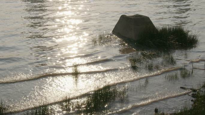 阳光下波光粼粼的水面浮草