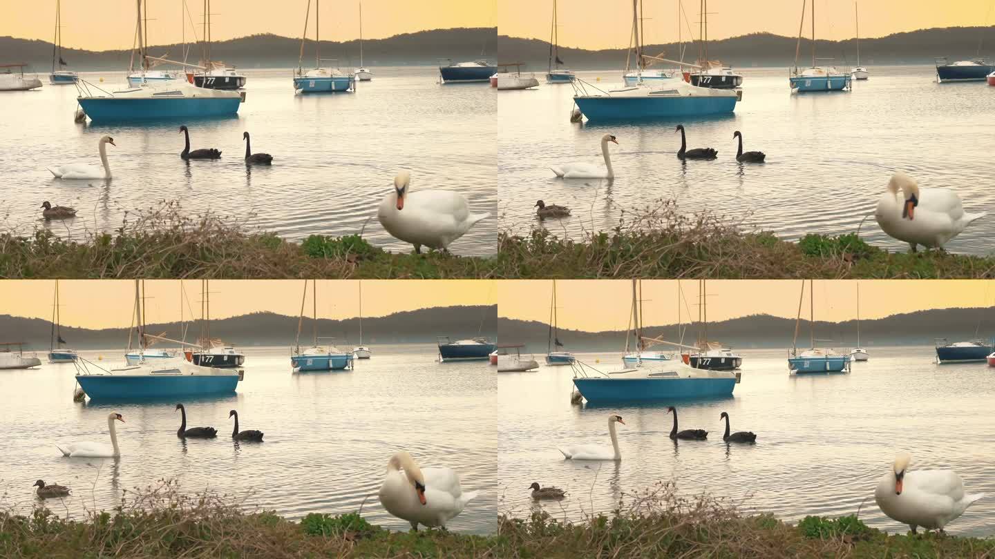 美丽的大白天鹅和黑天鹅在湖上游泳。平静的日落。在湖码头，有许多停泊的帆船和帆船。山的背景。一只白天鹅