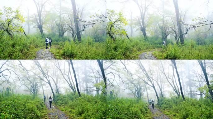 唯美朦胧原始森林树林山雾迷漫秋色红叶