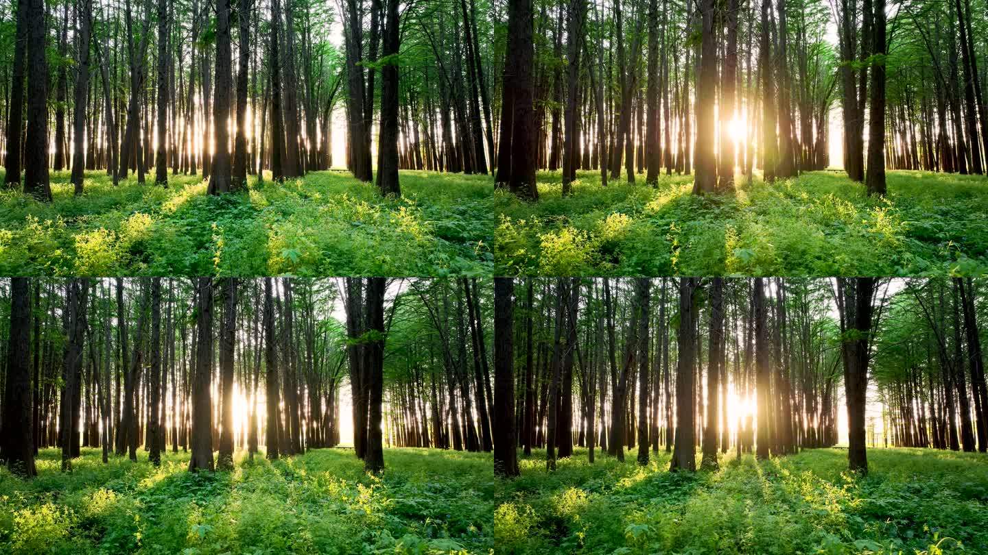 森林的逆光光影和光束，阳光穿过森林