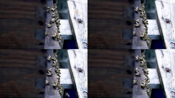 一群欧洲黑蜂聚集在蜂巢附近的静态照片