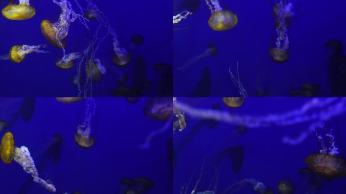 水母太平洋海荨麻Chrysaora Fuscescens漂浮