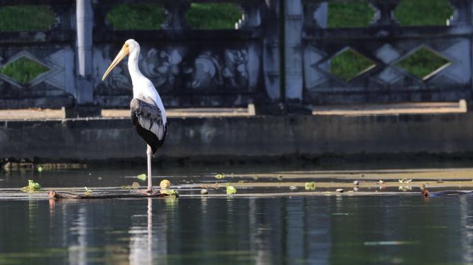 世界濒危物种彩鹳现身云南瑞丽市湿地公园
