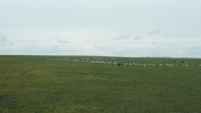 航拍草原牛羊马群