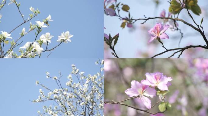 4K唯美花特写