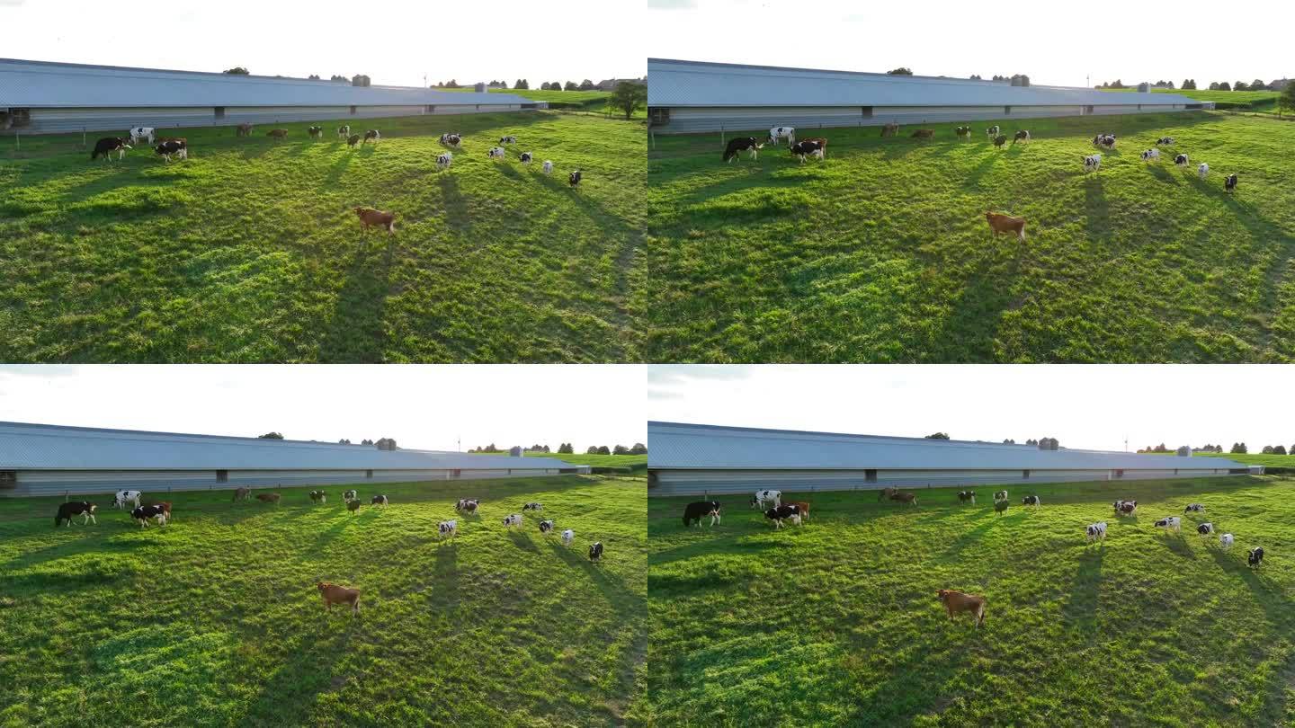 泽西牛和荷斯坦牛在美国乡村夏日日落的黄金时段吃草。牧场上的牛的航拍照片，背景是鸡舍。