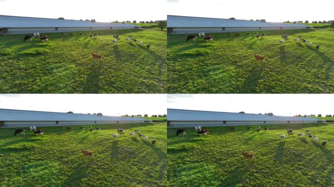 泽西牛和荷斯坦牛在美国乡村夏日日落的黄金时段吃草。牧场上的牛的航拍照片，背景是鸡舍。