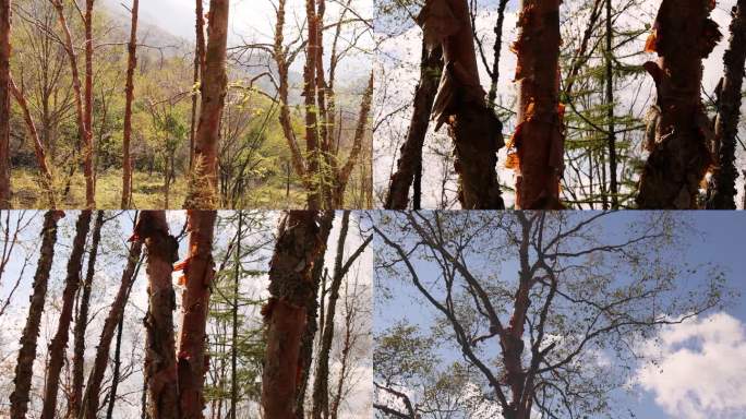 红桦树 秋天的红桦树 桦树 桦树林