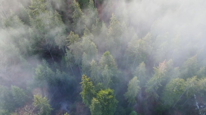 松林雾无人机飞行通过运动哈兹