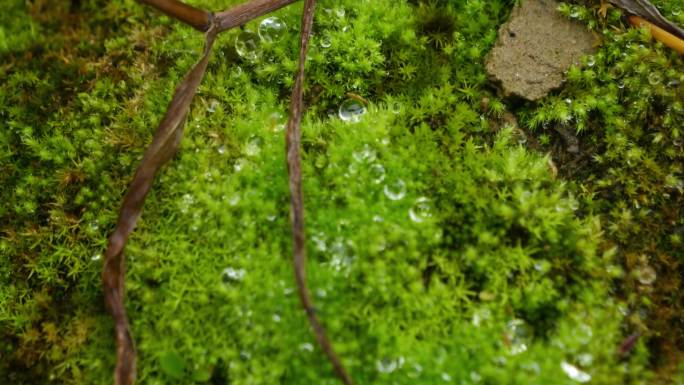 水珠滴落在青苔上