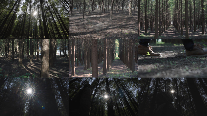 (4k商用)光 树林 环保 野外树林森林