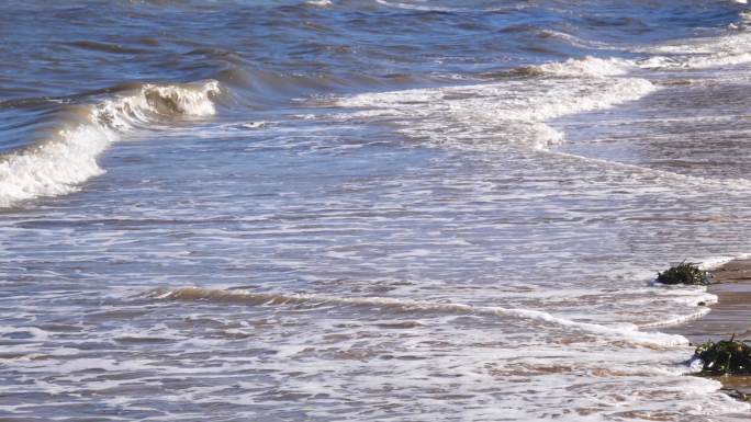 海滩 海岸 海浪 海水污染 污染 藻类