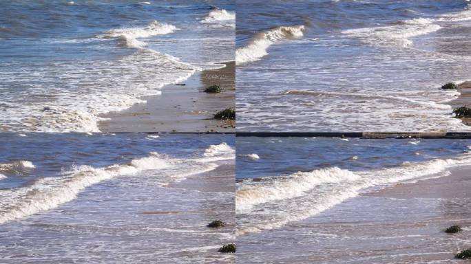 海滩 海岸 海浪 海水污染 污染 藻类