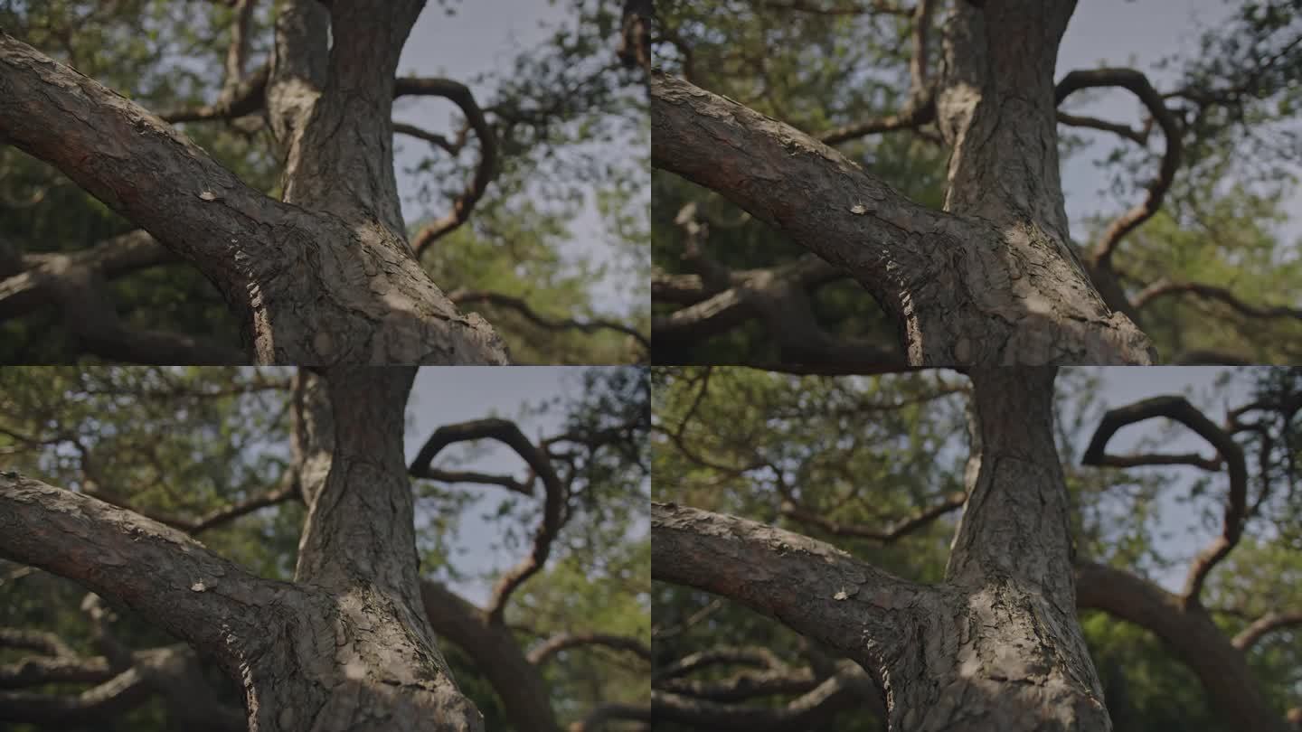 晨光中的松树。平滑的特写镜头运动的松树树皮的老树与弯曲的树枝。