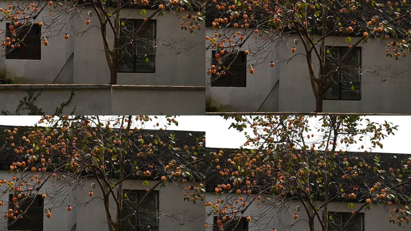 苏州道前街柿子树