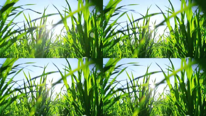 禾苗生长  绿色水稻田