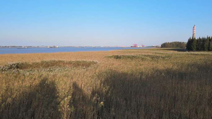 江阴长江 芦苇荡湿地