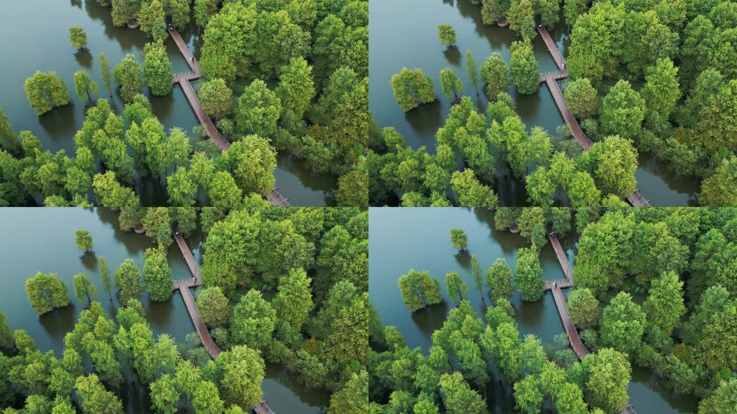航拍森林公园树木河流