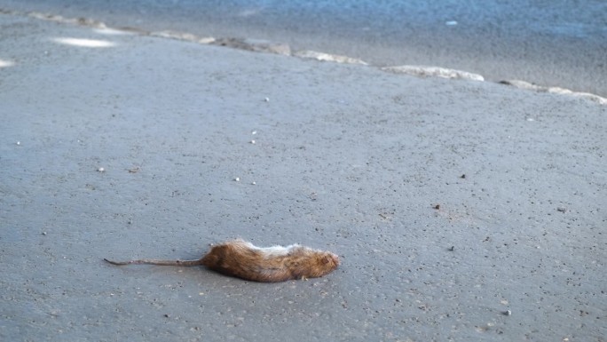 人行道上有只死老鼠。