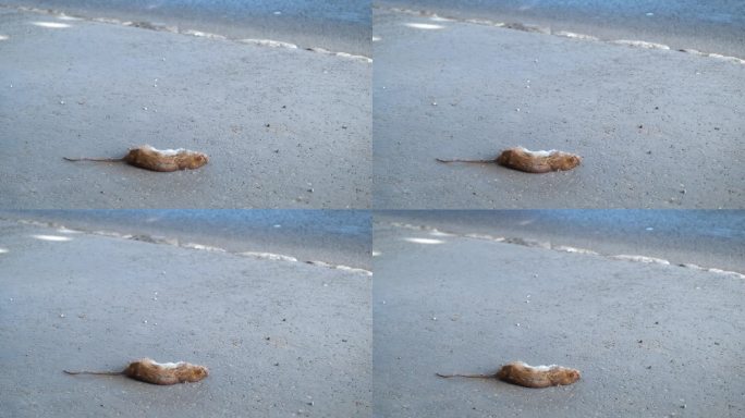 人行道上有只死老鼠。