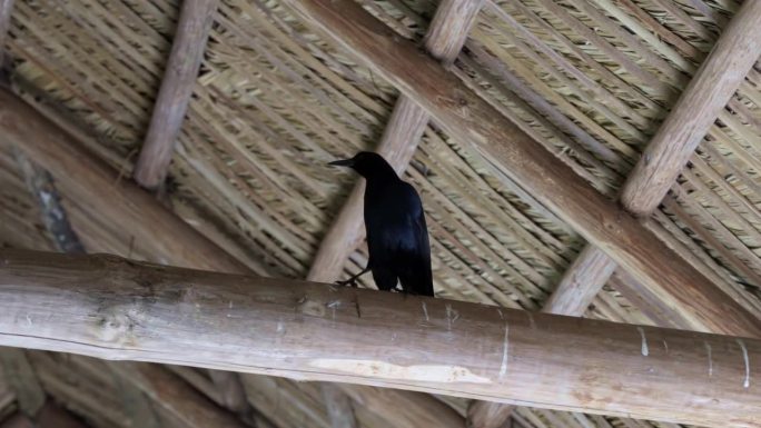 在迈阿密附近的佛罗里达大沼泽地，一只黑色的船尾渡鸦栖息在一根原木上，环顾着一个小木结构
