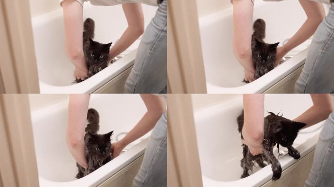 男人给猫洗澡。猫洗澡。