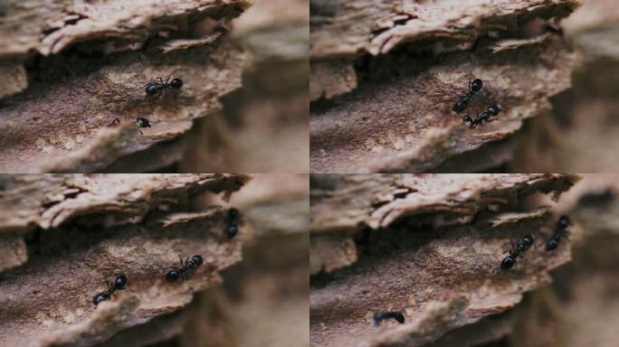 蚂蚁行走微距特写拍摄