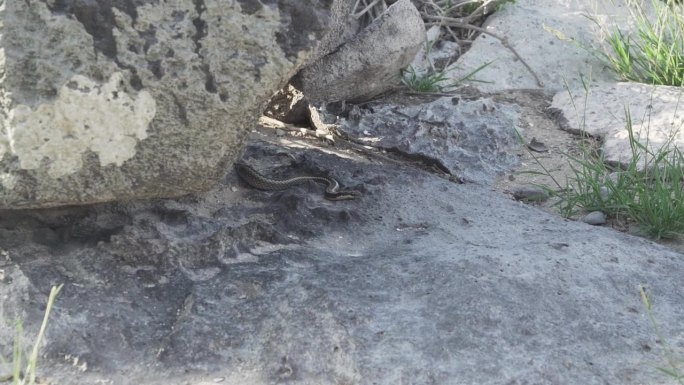 加拉帕戈斯蛇，一种加拉帕戈斯群岛特有的蛇。