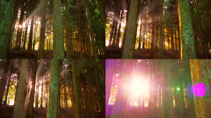 天然氧吧森林光影森林晨雾树林唯美阳光树林