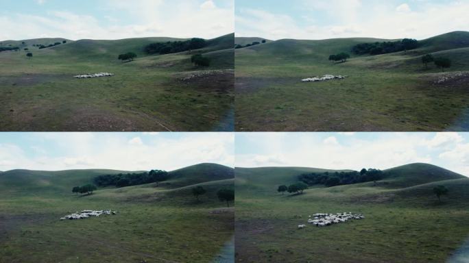 草原羊群放牧