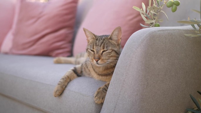 在一个温暖的夏夜，猫咪在橄榄树环绕的后院的灰色沙发上打哈欠