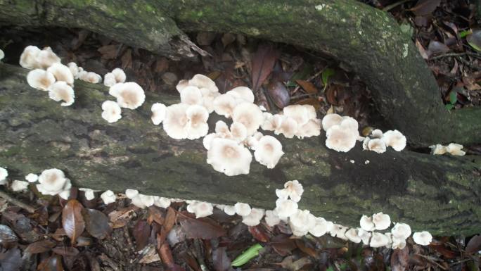 菌类生长 野生菌生长 万物复苏 生机勃勃