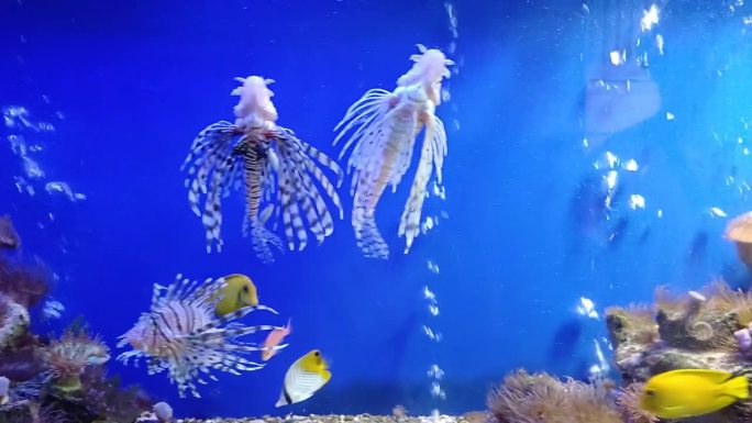 越南芽庄市海洋研究所水族馆里的狮子鱼、蓝纹濑鱼、黄塘鱼和乌氏毛齿鱼。