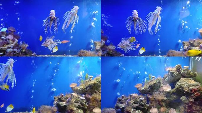 越南芽庄市海洋研究所水族馆里的狮子鱼、蓝纹濑鱼、黄塘鱼和乌氏毛齿鱼。