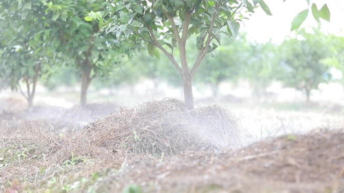 果园滴喷 果园果树浇水 滴管  灌溉设备