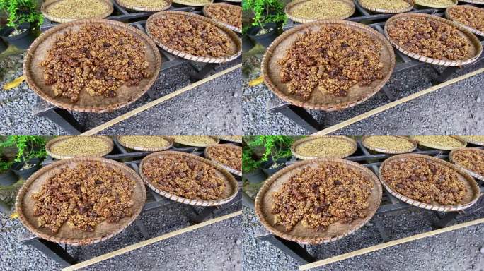 近距离拍摄的Luwak咖啡干燥在竹罐。制作优质咖啡的传统工艺。果子狸粪做咖啡。