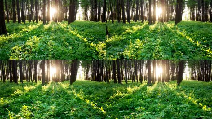 森林的逆光光影和光束，阳光穿过森林