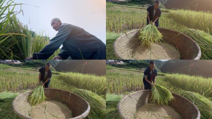 罕见的人工传统木斗打谷子 水稻熟了